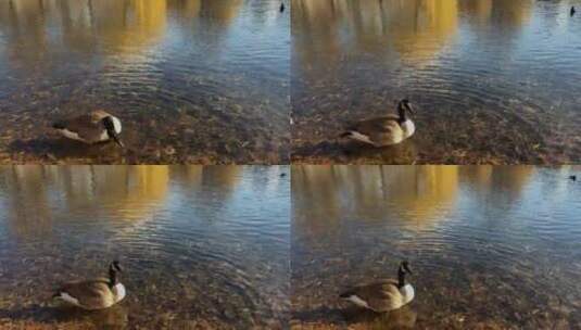 鸭子在河面上游水高清在线视频素材下载
