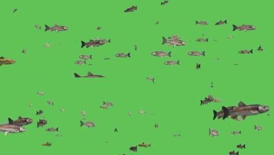 绿幕-侏罗纪-鱼群高清在线视频素材下载