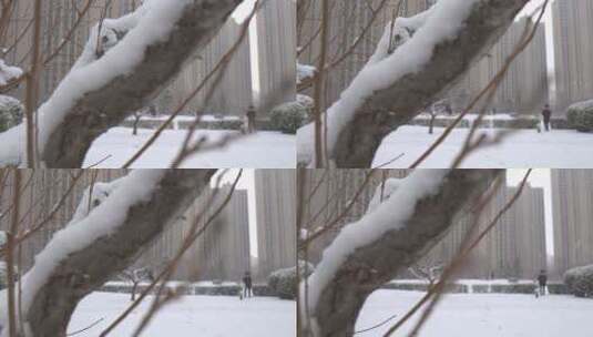 雪景下雪飘雪树木积雪高清在线视频素材下载