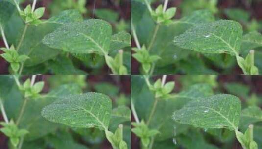 雨滴拍打绿叶高清在线视频素材下载