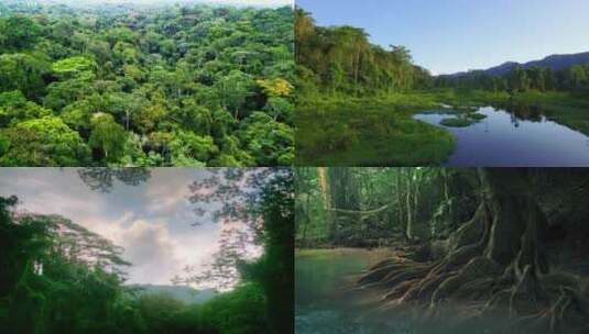热带雨林组合镜头高清在线视频素材下载