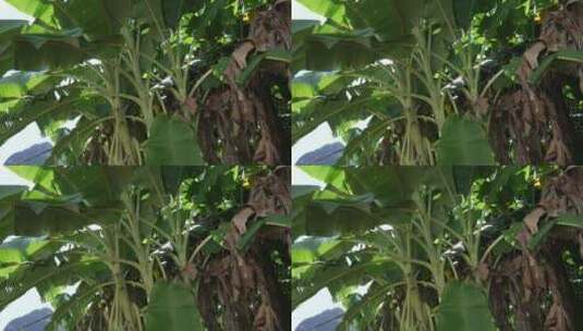 广西芭蕉树高清在线视频素材下载