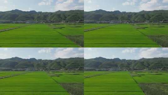 航拍绿色杂交水稻农业种植高清在线视频素材下载