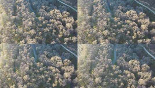 航拍森林秋景高清在线视频素材下载