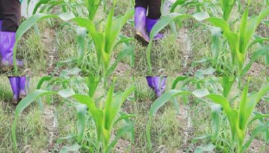 农妇在玉米地施化肥高清在线视频素材下载