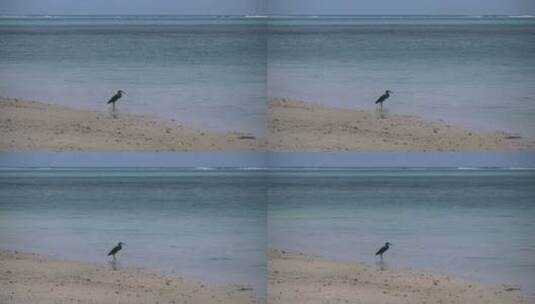 海滩的鸟类缩写镜头高清在线视频素材下载