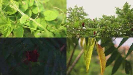 夏季绿色植物空镜素材高清在线视频素材下载