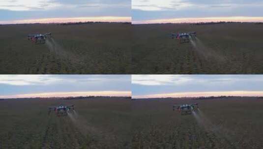 无人机喷洒农药高清在线视频素材下载