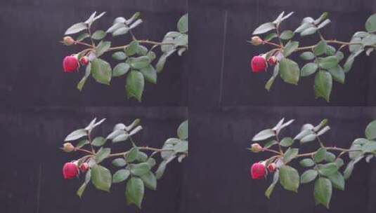 4K植物花草-春天清晨雨中的花朵高清在线视频素材下载