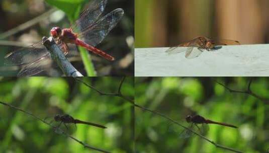 蜻蜓镜头一组高清在线视频素材下载