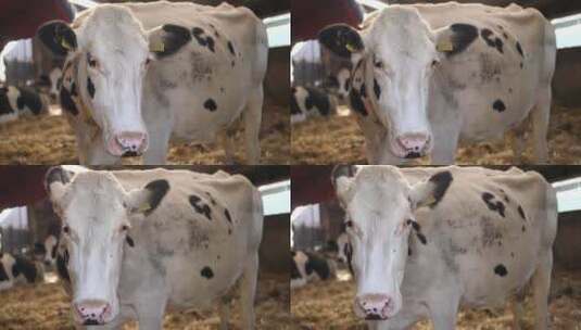 养殖场里一头长着黑点的白奶牛高清在线视频素材下载