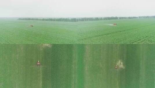 农业植保无人机喷洒农药现代科技东北玉米田高清在线视频素材下载