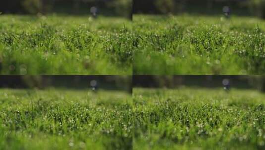绿草上的水珠高清在线视频素材下载