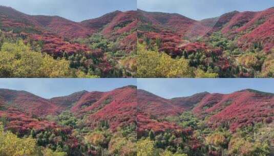 济南捎近村，秋天满山红叶成近郊游高清在线视频素材下载