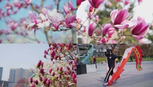 玉兰花 彩带 舞彩带 公园 植物 风景高清在线视频素材下载