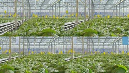 乡村振兴新农业大棚种植绿菜高清在线视频素材下载
