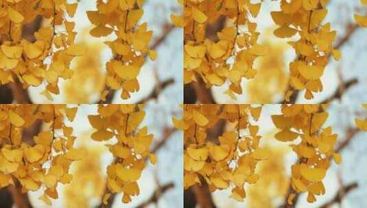 唯美深秋金黄色银杏树叶高清在线视频素材下载