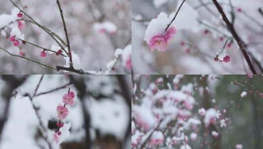 冬季下雪雪中红梅唯美空镜合集高清在线视频素材下载