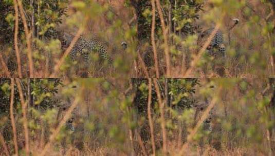 长焦拍摄纳米比亚花豹高清在线视频素材下载