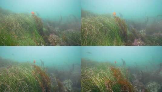 海底海草鱼类海洋生物高清在线视频素材下载