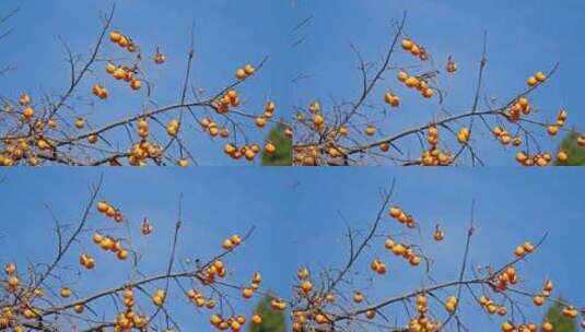 柿子树上的鸟儿高清在线视频素材下载
