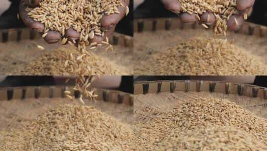 稻谷大米在老农手中慢慢掉落收获的喜悦高清在线视频素材下载