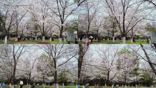4K武汉汉口堤角公园的白色樱花林高清在线视频素材下载