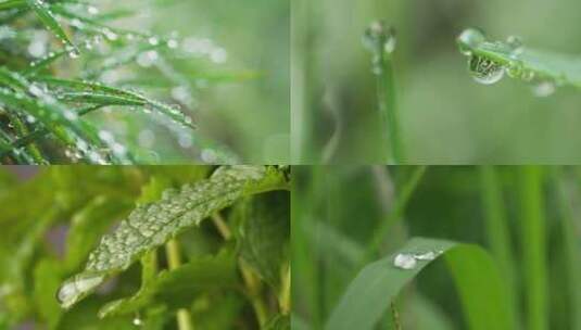 雨景树叶光影小草露水高清在线视频素材下载