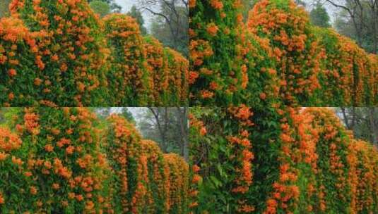 炮仗花藤蔓 爬墙植物爬满围墙高清在线视频素材下载