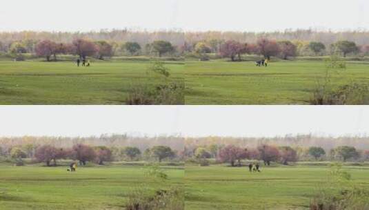 一家人公园草坪湿地散步遛狗游玩生活环境高清在线视频素材下载
