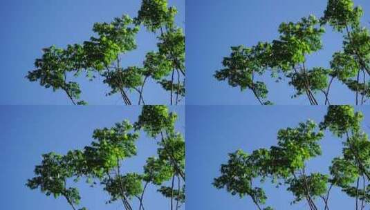 森林树木植物树叶银杏空镜高清在线视频素材下载