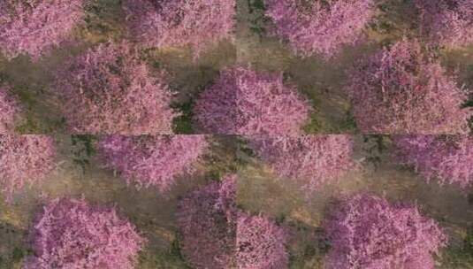上海辰山植物园赏樱季高清在线视频素材下载