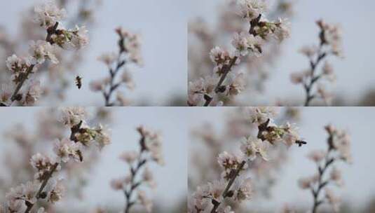 春天里樱花树上采蜜的蜜蜂高清在线视频素材下载