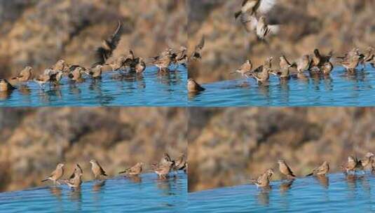 一群浅黄色百灵鸟在湖面喝水捕食延时高清在线视频素材下载
