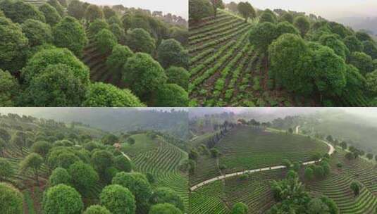 4K超清云南普尔航拍万亩茶园绿色生态采茶高清在线视频素材下载