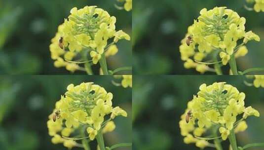 春天油菜花蜜蜂高清在线视频素材下载