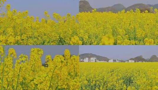 春天盛开的油菜花花海合集高清在线视频素材下载