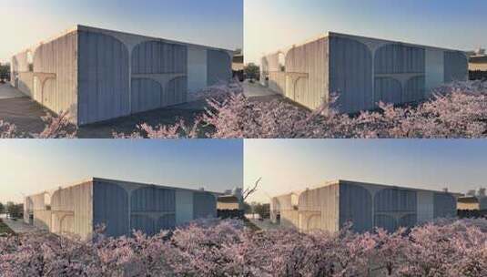 上海龙美术馆樱花盛开上海徐汇滨江樱花航拍高清在线视频素材下载
