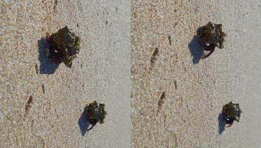 寄居蟹在沙滩上行走的特写镜头高清在线视频素材下载