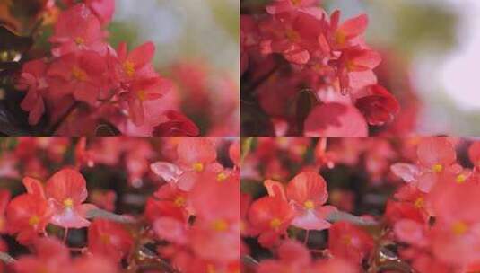 红艳的四季海棠花4k 50p高清在线视频素材下载