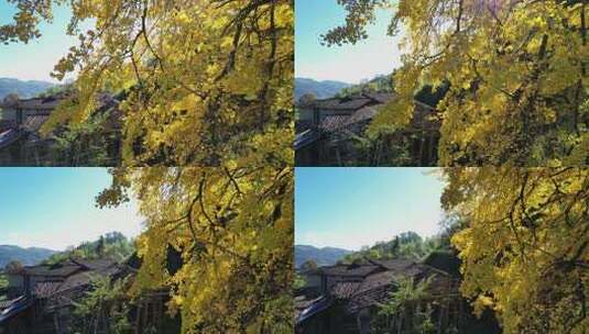 航拍金黄色银杏树叶林秋季天风吹老房屋村子高清在线视频素材下载