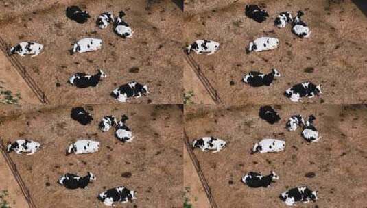 现代化养殖牧场奶牛挤牛奶高清在线视频素材下载
