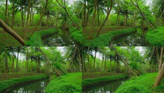 海南热带湿地公园小河 椰树林高清在线视频素材下载