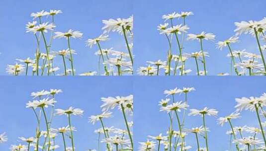 春天盛开的白色雏菊花海自然风光慢镜头素材高清在线视频素材下载