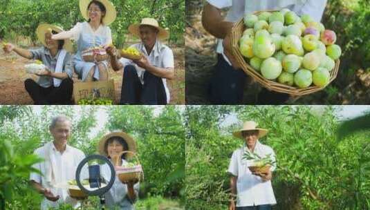 果园采摘果园丰收高清在线视频素材下载