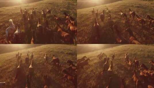 黄昏时候、草原上奔跑的马群高清在线视频素材下载