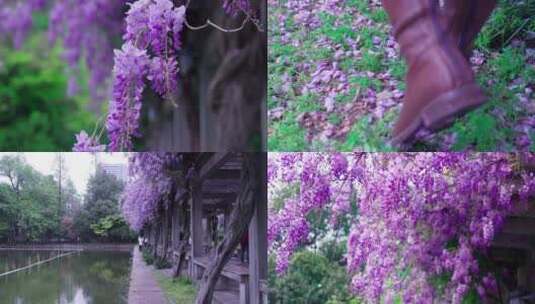 紫藤萝花高清在线视频素材下载