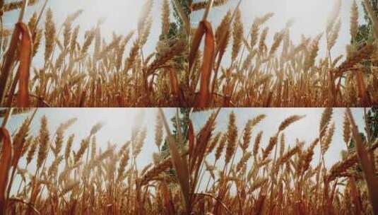 8K金色的麦田地麦子成熟颗粒饱满高清在线视频素材下载