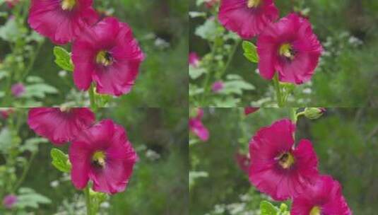 盛开的花朵蜀葵高清在线视频素材下载