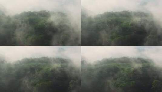 云雾缭绕的茶山茶园1高清在线视频素材下载